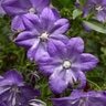 Campanula Interspecific Cariboo Forte Blue Bellflower