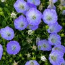 Campanula Carpactica Teacups Delft Teacups Carpathian Bellflower