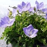 Campanula Carpactica Teacups Delft Teacups Carpathian Bellflower