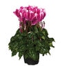 Cyclamen Persicum Super Serie Mini Winter Fuji Magenta Cyclamen