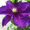 Clematis X Duchess of Cornwall Clematis