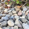 Bulk Rocky Mountain Cobbles 1 in. - 3 in.