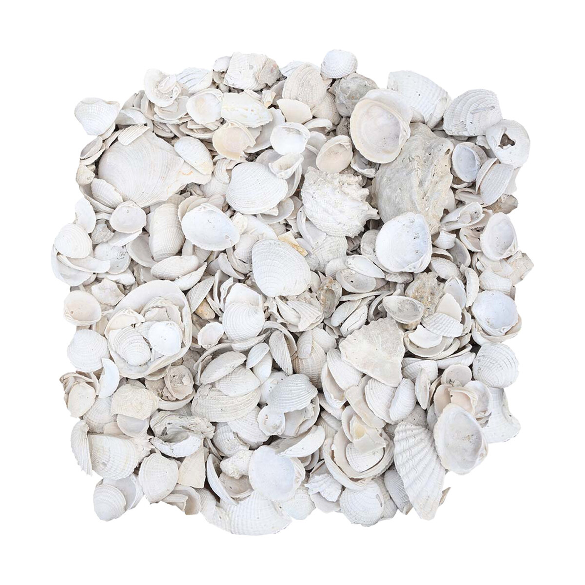 Bulk Washed Seashell Medium | SiteOne US