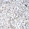 Bulk Washed Seashell Medium