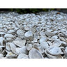 Bulk Washed Seashell Medium