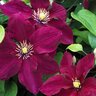 Clematis X Rosemoor Clematis