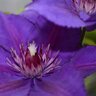 Clematis X Boulevard Edda Clematis