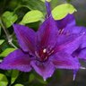 Clematis X Boulevard Edda Clematis