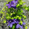 Clematis x New World Shimmer Clematis