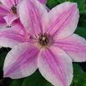 Clematis X My Darling Clematis