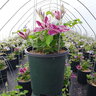 Clematis X My Darling Clematis