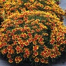 Coreopsis X Honeybunch Red & Gold Tickseed