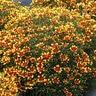 Coreopsis X Honeybunch Red & Gold Tickseed