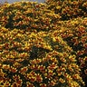 Coreopsis X Honeybunch Red & Gold Tickseed