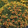 Coreopsis X Honeybunch Red & Gold Tickseed