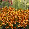 Coreopsis X Lightning Bug Tickseed
