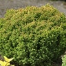 Cryptomeria Japonica Birodo Japanese Cedar