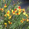 Cytisus Scoparius Sister Disco Scotch Broom