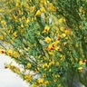Cytisus Scoparius Sister Disco Scotch Broom