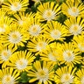 Delosperma X HotCakes Banana Blast Ice Plant