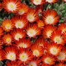Delosperma X HotCakes Pumpkin Perfection Ice Plant