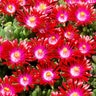 Delosperma X HotCakes Saucy Strawberry Ice Plant