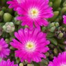 Delosperma X Jewel of Desert Opal Ice Plant