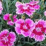 Dianthus X EverBloom Plum Glory Pinks