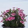 Dianthus X EverBloom Plum Glory Pinks