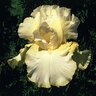 Iris Germanica Total Recall Tall Bearded Iris