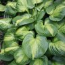 Hosta x Cathedral Windows Plantain Lily