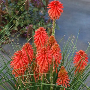 Kniphofia x Poco Red Red Hot Poker