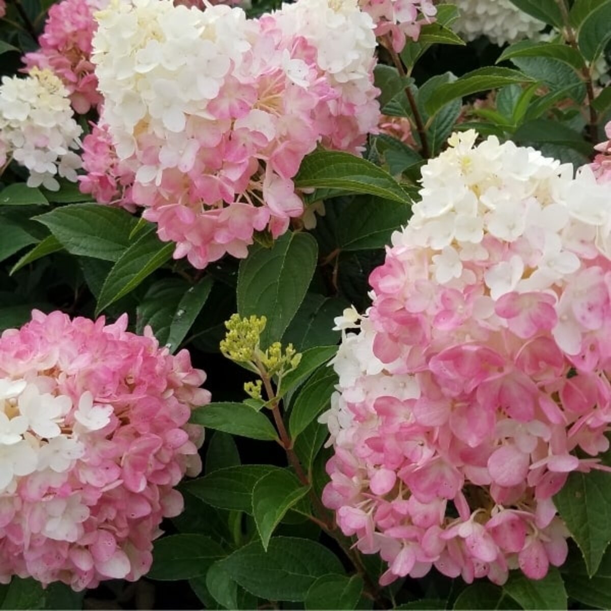 Hydrangea Paniculata WorryFree Ruby Snow Panicle Hydrangea | SiteOne US