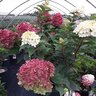 Hydrangea Paniculata WorryFree Ruby Snow Panicle Hydrangea