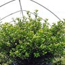 Ilex Crenata Winterscape Chilly Willy Japanese Holly