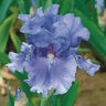Iris germanica No Count Blues Tall Beared Iris