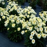 Leucanthemum X Superbum Lemon Meringue Shasta Daisy