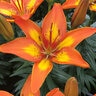 Lilium X Bright Joy Asiatic Lily