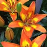 Lilium X Bright Joy Asiatic Lily