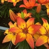 Lilium X Sunset Joy Asiatic Lily
