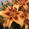 Lilium X Hotel California Lily
