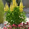 Lupinus Polyphyllus Mini Gallery Yellow Lupine