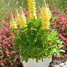 Lupinus Polyphyllus Mini Gallery Yellow Lupine
