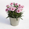 Dianthus Caryphyllus Oscar Purple Star Carnation