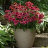 Echinacea X Hybrida Artisan Brilliant Rose Coneflower