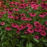 Echinacea X Hybrida Artisan Brilliant Rose Coneflower