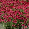 Echinacea X Hybrida Artisan Brilliant Rose Coneflower