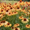 Echinacea X Hybrida Prairie Pillars Big Kahuna Coneflower