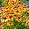 Echinacea X Hybrida Prairie Pillars Big Kahuna Coneflower