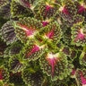 Solenostemon Scutellarioides ColorBlaze Strawberry Drop Coleus